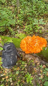 28K views · 522 reactions | My biggest chicken of the woods find to date! | Morel Mushroom Man | Facebook