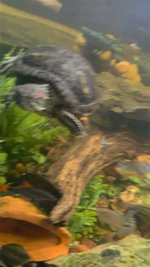 Predator Tank Experiment: One Rosy Lost, One Adapted