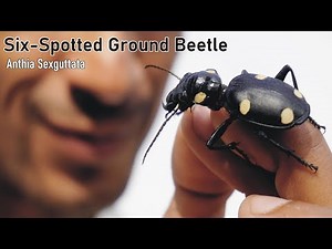 Six Spotted Ground Beetle |A-z information