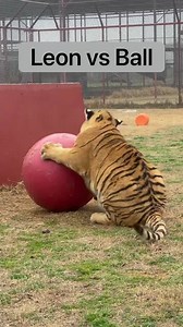 571K views · 1.3K reactions | Leon vs Ball. He’s doing his best ya’ll. **CARE is a non-profit rescue & permanent care facility for big cats and other animals in need. Learn more at carerescuetexas.com. #daretocare #carerescuetexas #tiger #bigcatsofinstagram | Center for Animal Research and Education - CARE | Facebook
