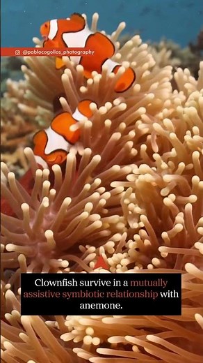 Nemo NEEDS Anemone!