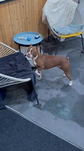 The I have to go potty fake out. That baby is walking like a man on a mission. #dogsthatswim #bostonterrier | Thor the Brown Boston