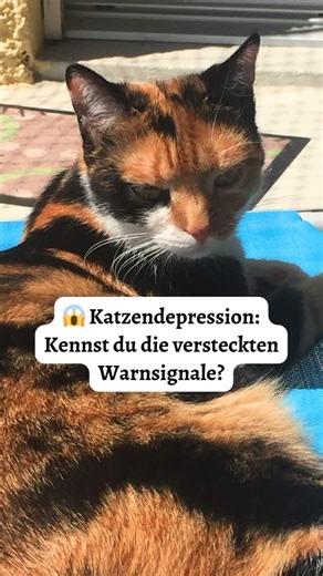 Kerstin Heck ǀ Katzenberaterin & Tierkommunikatorin on Instagram: "Ist deine Katze heimlich depressiv? Diese Anzeichen könntest du leicht übersehen! 🚨 1. Couch-Potato-Alarm: Deine sonst so aktive und interessierte Mieze liegt nur noch rum? Vorsicht, das könnte mehr als nur Bequemlichkeit oder Müdigkeit sein! 2. Futter-Streik: Wenn deine Katze plötzlich ihr Lieblingsessen verschmäht, ist das ein Warnsignal. Depression kann den Appetit killen! 3. Kuschel-Verweigerung: Deine sonst so anhängliche K