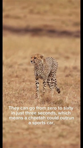 Cheetah Facts #wildlife #facts #animals #nature #cheetah