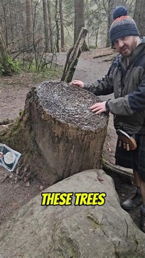 I Found a Tree Made of MONEY? 🏴󠁧󠁢󠁳󠁣󠁴󠁿💰