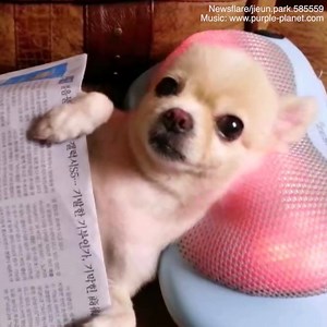 235K views · 323 reactions | This dog knows how to kick back and relax!   | Daily Mail Australia | Facebook