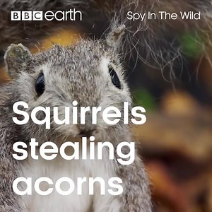 142K views · 3.7K reactions | These are some savage squirrels! | BBC Earth | Facebook