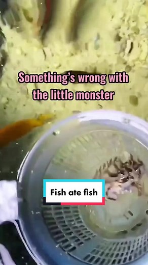 Frogfish Eating Lionfish - Unbelievable Predatory Behavior
