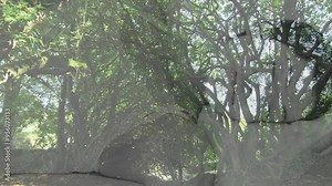 Abstract shapes animation over dense forest with sunlight filtering through trees