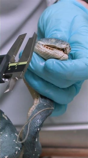 Measuring a python and an adder from our snake collection | ASMR #shorts #asmr #snake