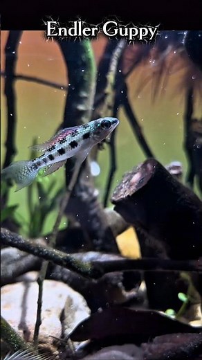 🔥 Black Bar Endler Guppy – Tiny Fish, Wild Patterns! 🐟✨ #EndlerGuppy #BlackBarEndler #GuppyFish