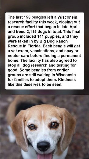2,115 beagles are finally free. The last 155 left a Wisconsin lab for new homes in Florida.
