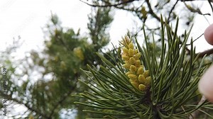 Ripe male pine cones with pollen, seasonal allergen. Click on a branch and a cloud of pollen flies out. Selective Focus