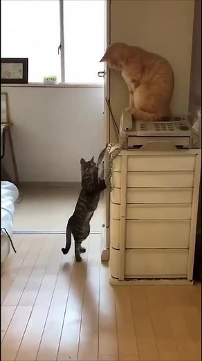 Domestic Cats and Dogs in Playful Home Activities