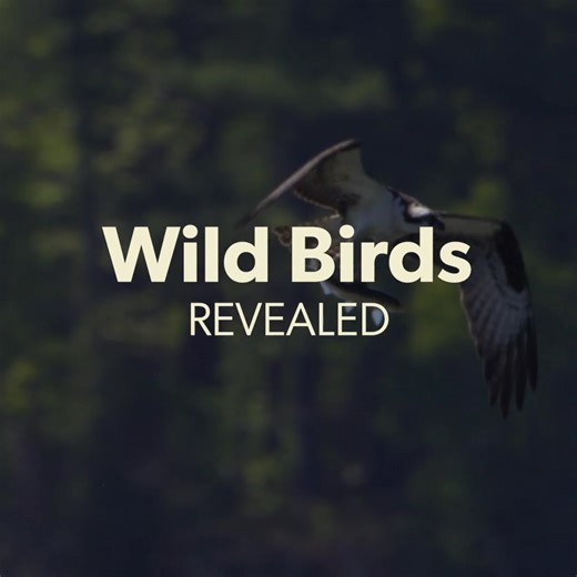 25K views · 581 reactions | Virtually 100% of an Osprey's diet is...