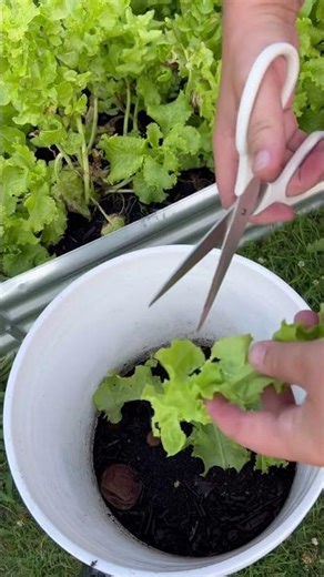 Vermicomposting 101: What to Feed your Red Wrigglers