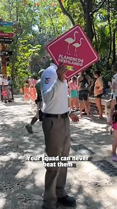 80K views · 912 reactions | These guys are too cool for you! 藍囹 (Via - @anetedenise.noriegalongares) #Flamingos #Birds | The Pet Collective | Facebook