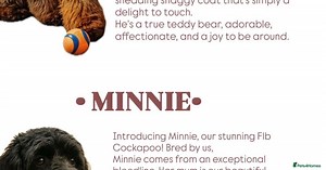 CHAMPION COCKAPOO for sale in Cleckheaton | Pets4Homes