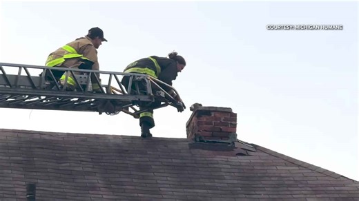 Video: Michigan Humane, DFD rescue puppy from chimney of abandoned home