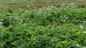 Many poison plants Giant Hogweed (Heracleum, Cow Parsnip) in abandoned orchard. Juice of this dangerous plant forming burns and blisters on human skin Stock Video
