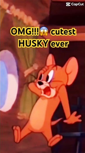 Omg! Cutest Husky Ever #cute #husky #dogshorts