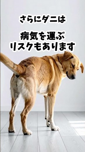 4月から危険！犬のノミ・ダニ対策🐶