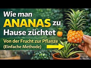 Ananas zu Hause züchten 🍍 | Von der Frucht zur Pflanze (Einfach erklärt)
