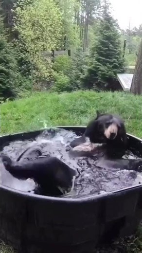 Cutest Animals Ever! #cuteanimals #adorable