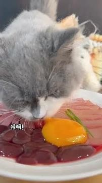 The kitten has a good meal, so adorable, unique look, cotton candy kitten