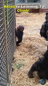 A beautiful family moment you’ll want to watch on repeat ❤️ Baby chimp Akida is learning to climb, with Sally right beside him and Lex cheering him on. Two parents. One brave little climber. Their love fuels his strength. 💛🐒 #BabyChimp #FamilyLove #AnimalsMakeUsHappy | World Amazing Facts