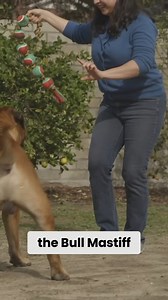 The video highlights the joys and characteristics of living with Bullmastiffs through the experiences of a devoted owner. | Dogumentary TV
