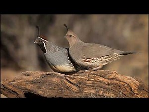 Gambel's Quail Sounds