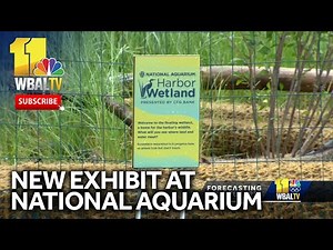New exhibit for National Aquarium's birthday