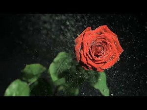 Red flower in super slow motion Video, Rose 4k live wallpaper