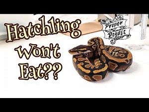 Ball python hatchling won't eat? I share my experiences.