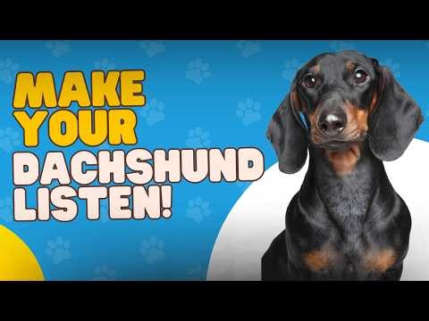How to Make Your Dachshund Obey the First Time (Stop Repeating Commands!)
