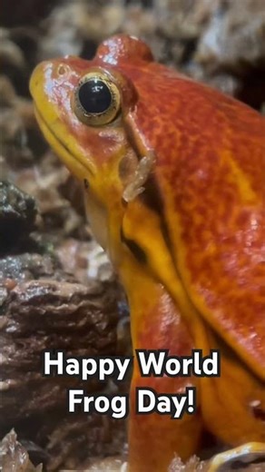 Happy World Frog Day! #uncagedzootours #recommended #subscribe #viral #foryou #frogs #frog #cute