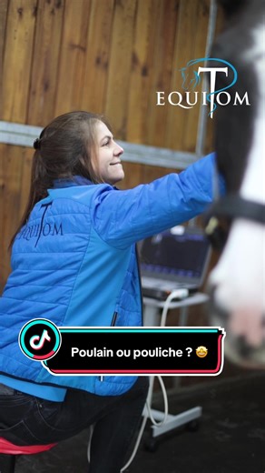 🔍 Saviez-vous qu’il est possible de connaître le sexe d’un poulain dès 120 jours de gestation ? À Equitom Namur, notre équipe réalise des sexages fœtaux, à la clinique ou à domicile. 🩺 Comment ça fonctionne ? Nous effectuons une échographie transabdominale : la sonde est placée sur le ventre de la jument pour visualiser les organes du fœtus. En observant la présence d’ovaires ou de testicules, nous pouvons déterminer s’il s’agit d’un futur poulain… ou d’une pouliche. 📅 La période idéale ? Ent