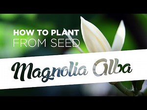 How to plant Magnolia Alba from seed (5 easy steps)