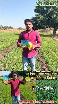 गहू पिकासाठी No.1 तणनाशक 🌾 गवत + रुंद पानांची तणे संपवा 💥 Metsulfuron Methyl + Clodinafop Propargy🌱