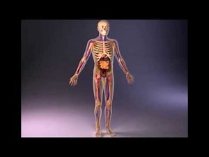 Lecture 30 Behavioral Genetics I