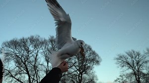 Seagull feeding - Very friendly seagull takes bread, Feeding Bird Against Sky, Slow Motion. A flock of seagulls feeding in the sea coast. Seagulls eating cheese and crackers at the beach, horizontal