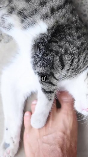 Ever wondered why your cat licks you? 🐾 Licking is a behavior cats learn from their mothers, and it's their way of showing affection, grooming, and bonding with you. In this video, we explore the sweet and fascinating reasons behind this adorable behavior and share tips on how to respond. From returning the affection to providing alternative textures, learn how to appreciate your cat's way of saying they care! 🌟 Don’t forget to like and subscribe for more fun cat facts and tips! #catfacts #cat