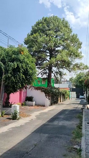 Las coníferas usualmente tienen una forma cónica muy marcada y a cualquier árbol que tenga esa forma se le suele llamar pino aunque no sean pinos verdaderos. En el vídeo podemos ver y contrastar la forma de un pino (Pinus sp.), de una araucaria (Araucaria heterophylla) y de un ciprés italiano (Cupressus sempervirens) y cómo son distintos. #arbolescdmx #arboles #pino #araucaria #cipres