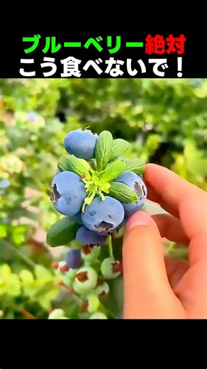 ブルーベリー絶対！そのまま食べると栄養素が半分無駄に！この組み合わせで吸収率が全然違う 🫐