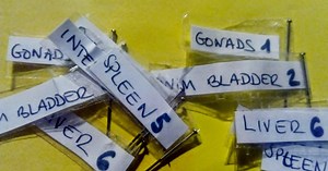 Bony fish dissection.