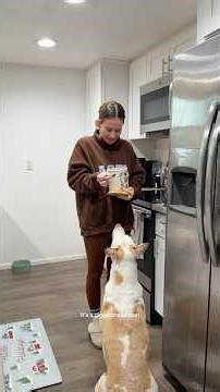 Vlogmas day 18, those poor cinnamon rolls👀 #dogshorts #vlogmas #vlog #dog #pets #lifestyle #home