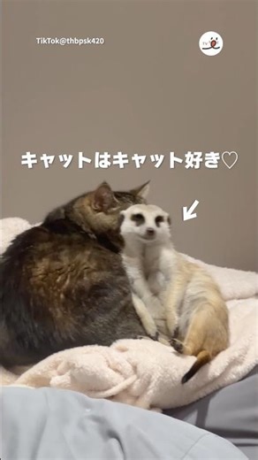キャットとキャットの距離感｜PECO