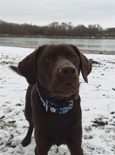 Exploring Snowy Days with Labrador Dogs