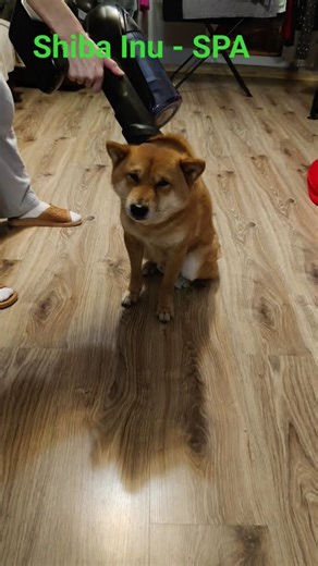 Vacum cleaner SPA - Shiba Inu